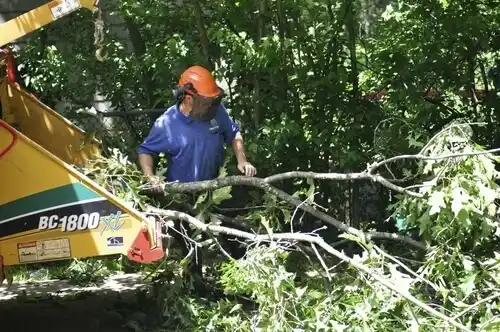 tree services Ceresco